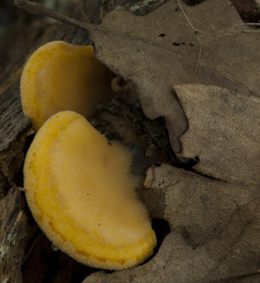 Fungo da classificare